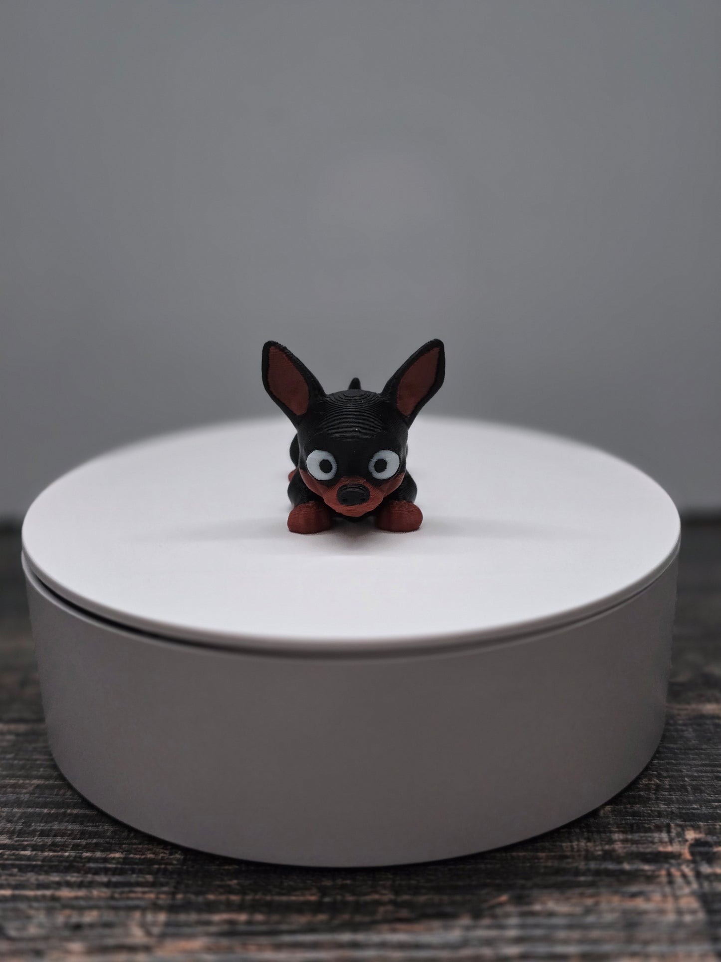 Pocket Friend - Chihuahua